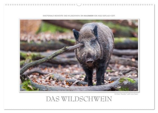 Produktbild: Emotionale Momente: Das Wildschwein. (Wandkalender 2026 DIN A2 quer), CALVENDO Monatskalender