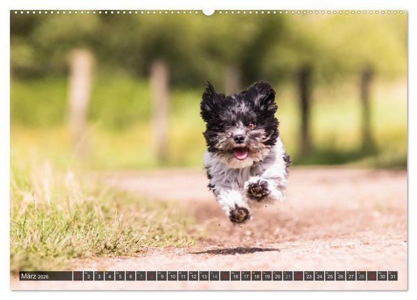 Produktbild: Spa&szlig; mit Havanesern (hochwertiger Premium Wandkalender 2026 DIN A2 quer), Kunstdruck in Hochglanz