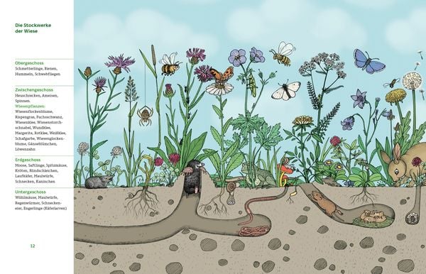 Produktbild: Meine Wiese. - Entdecke eine wunderbare Welt