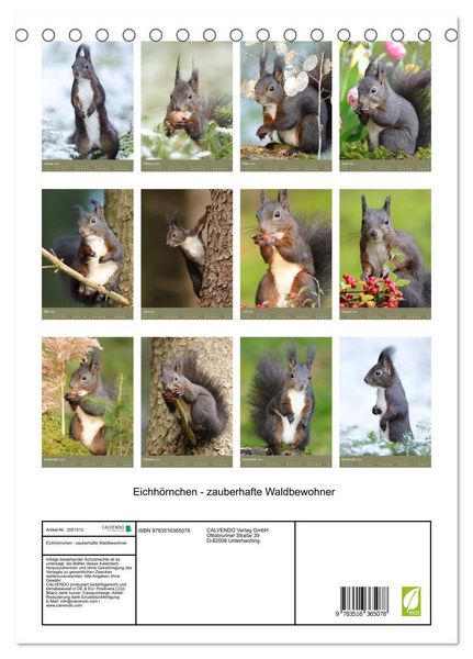 Produktbild: Eichh&ouml;rnchen - zauberhafte Waldbewohner (Tischkalender 2026 DIN A5 hoch), CALVENDO Monatskalender