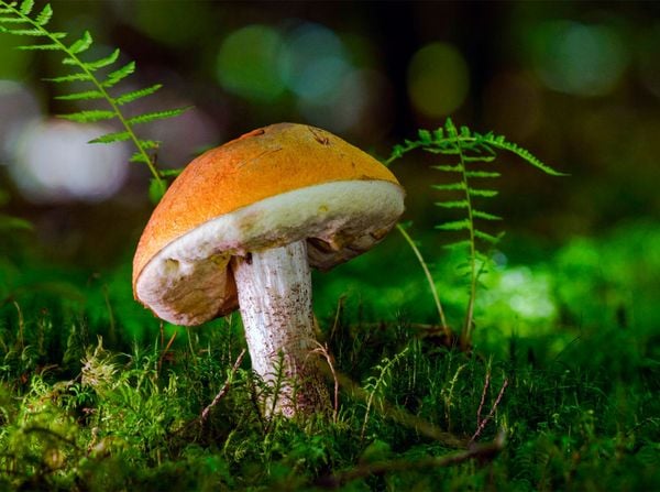 Produktbild: CALVENDO Puzzle Birkenpilz (Leccinum scabrum) 2000 Teile Lege-Gr&ouml;&szlig;e 900 x 670 cm Foto-Puzzle Bild von Peter Roder