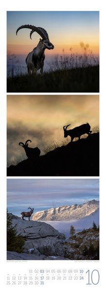 Produktbild: Tierwelten Triplet-Kalender 2027 | Artenvielfalt & Lebensr&auml;ume