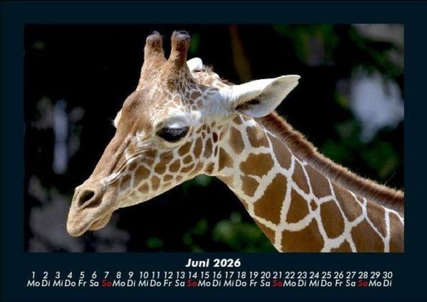 Produktbild: Giraffen 2026 Fotokalender DIN A5