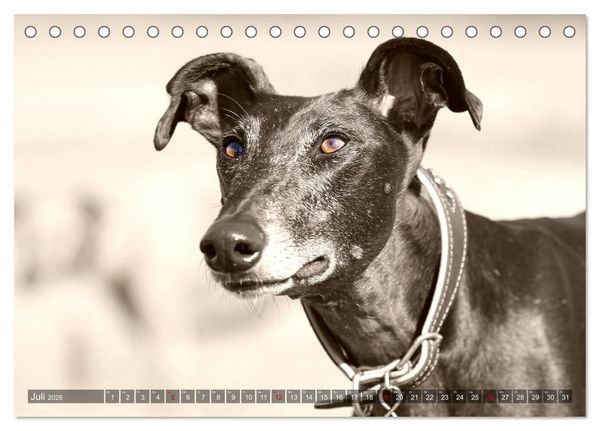 Produktbild: Windhunde eye-catcher (Tischkalender 2026 DIN A5 quer), CALVENDO Monatskalender
