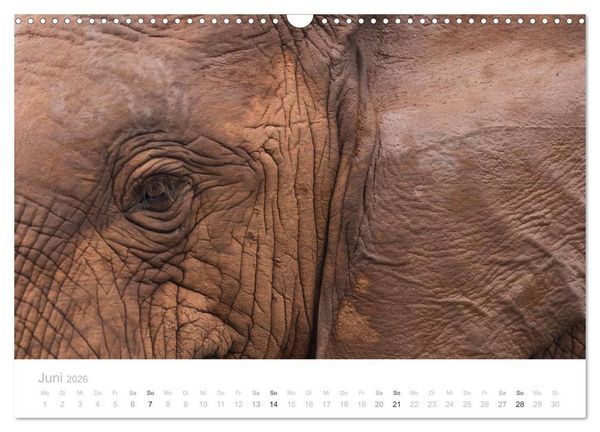 Produktbild: Tierische Gl&uuml;cksmomente mit Weisheiten (Wandkalender 2026 DIN A3 quer), CALVENDO Monatskalender