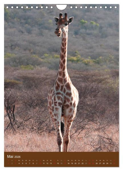 Produktbild: Giraffen (Wandkalender 2026 DIN A4 hoch), CALVENDO Monatskalender