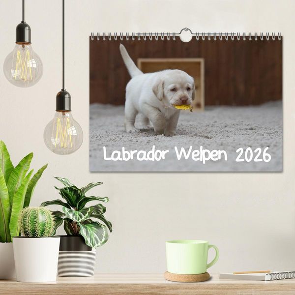 Produktbild: Labrador Welpen (Wandkalender 2026 DIN A4 quer), CALVENDO Monatskalender