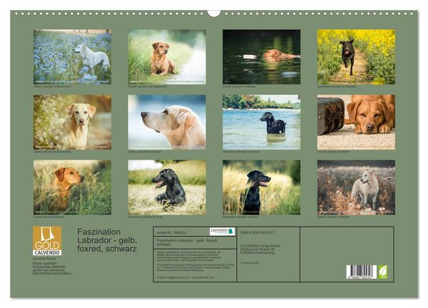 Produktbild: Faszination Labrador - gelb, foxred, schwarz (Wandkalender 2026 DIN A2 quer), CALVENDO Monatskalender