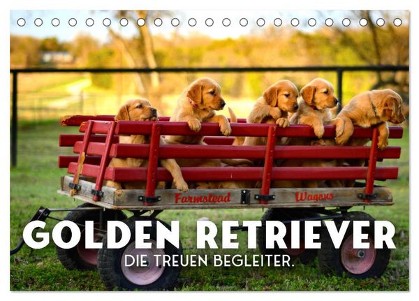 Produktbild: Golden Retriever - Die treuen Begleiter. (Tischkalender 2026 DIN A5 quer), CALVENDO Monatskalender