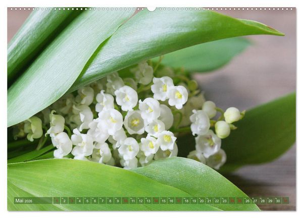 Produktbild: Wei&szlig;e Fr&uuml;hlingsbl&uuml;ten (Wandkalender 2026 DIN A2 quer), CALVENDO Monatskalender