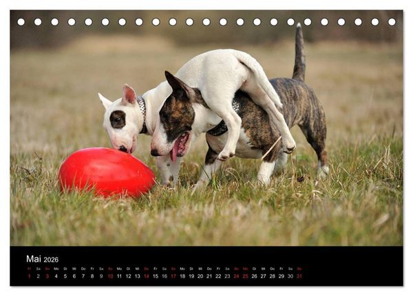 Produktbild: Bullterrier 2026 - Kleine Clowns mit gro&szlig;em Herz (Tischkalender 2026 DIN A5 quer), CALVENDO Monatskalender
