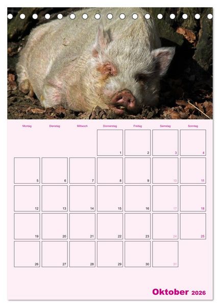 Produktbild: Schweinischer Terminplaner (Tischkalender 2026 DIN A5 hoch), CALVENDO Monatskalender