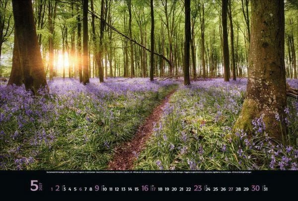 Produktbild: Magische W&auml;lder 2027