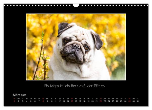 Produktbild: M&ouml;pse 2026 (Wandkalender 2026 DIN A3 quer), CALVENDO Monatskalender