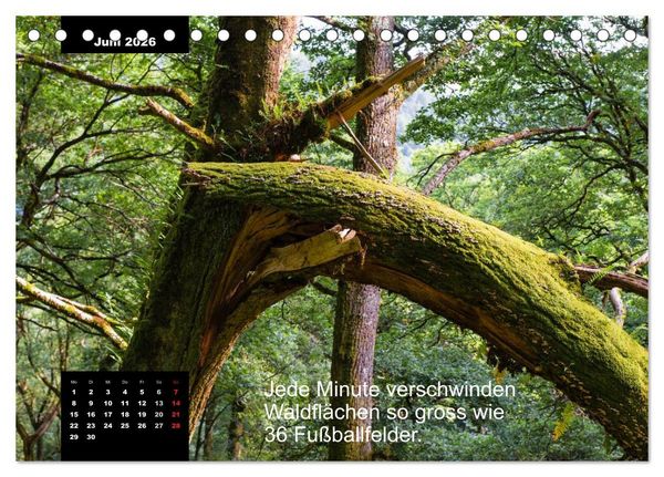 Produktbild: Schlaumeier-Kalender - Thema: Wald (Tischkalender 2026 DIN A5 quer), CALVENDO Monatskalender