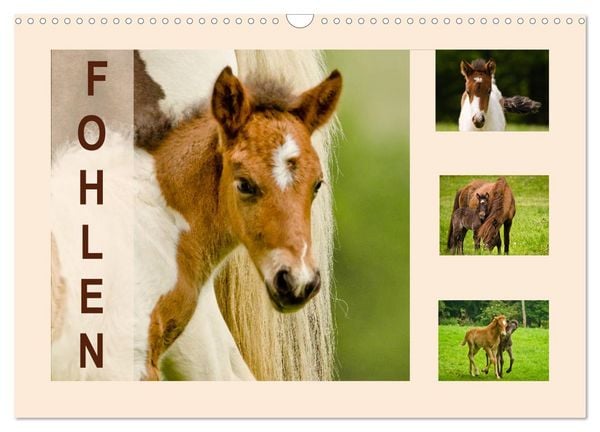 Fohlen, glücklich in der Herde (Wandkalender 2026 DIN A3 quer), CALVENDO Monatskalender