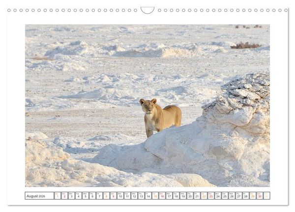 Produktbild: African Big Cats (Wall Calendar 2026 DIN A3 landscape), CALVENDO 12 Month Wall Calendar