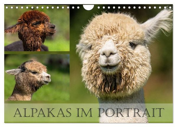 Produktbild: Alpakas im Portrait (Wandkalender 2026 DIN A4 quer), CALVENDO Monatskalender
