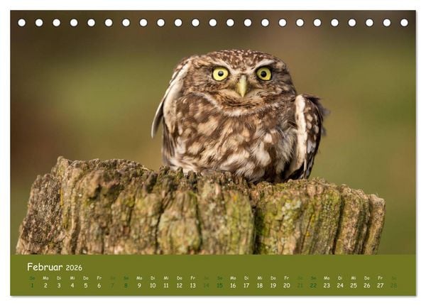 Produktbild: Steink&auml;uze (Athene noctua) (Tischkalender 2026 DIN A5 quer), CALVENDO Monatskalender