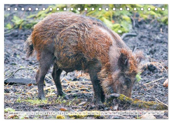 Produktbild: Wildschweine - Im Schatten des Waldes (Tischkalender 2026 DIN A5 quer), CALVENDO Monatskalender