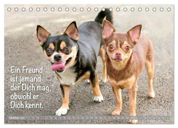 Produktbild: Chihuahua: Kleine Hunde, aber oho (Tischkalender 2026 DIN A5 quer), CALVENDO Monatskalender