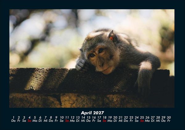 Produktbild: Tierkalender 2027 Fotokalender DIN A4