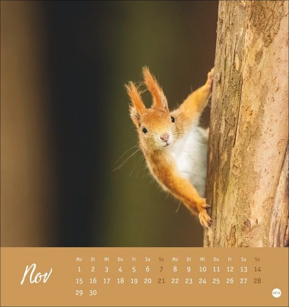 Produktbild: Eichh&ouml;rnchen Postkartenkalender 2027