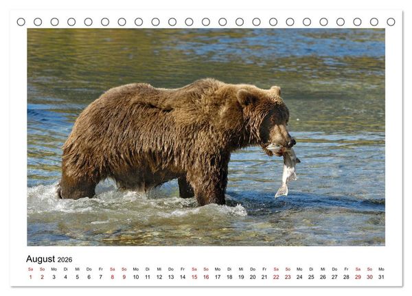 Produktbild: Braunb&auml;ren in Alaska (Tischkalender 2026 DIN A5 quer), CALVENDO Monatskalender