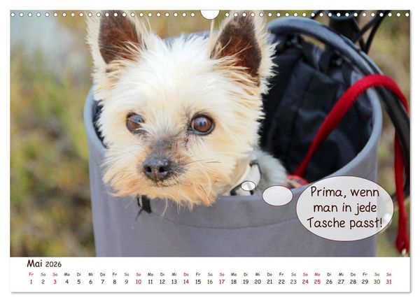 Produktbild: Frei Schnauze 2026. Was Hunde am liebsten sagen w&uuml;rden (Wandkalender 2026 DIN A3 quer), CALVENDO Monatskalender