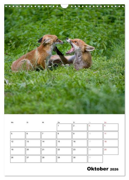 Produktbild: Rotfuchs - Impressionen (Wandkalender 2026 DIN A3 hoch), CALVENDO Monatskalender