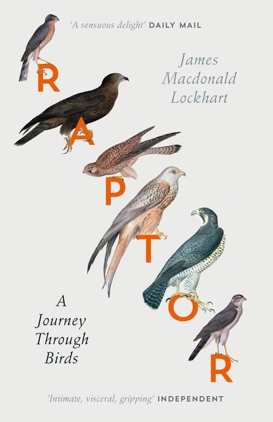Produktbild: Raptor