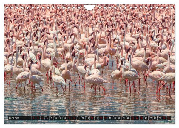 Produktbild: Auf Safari in Kenia 2026 (Wandkalender 2026 DIN A4 quer), CALVENDO Monatskalender