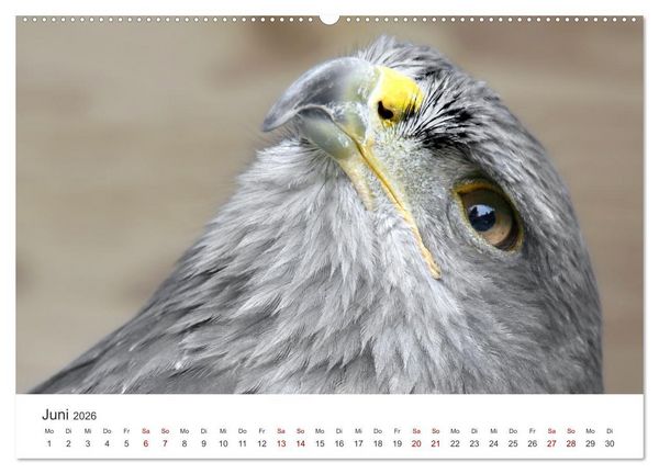 Produktbild: GREIFVOGEL- UND EULENPORTR&Auml;TS (Wandkalender 2026 DIN A2 quer), CALVENDO Monatskalender