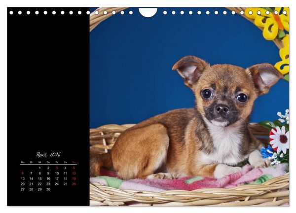 Produktbild: Chihuahua Welpen und Freunde (Wandkalender 2026 DIN A4 quer), CALVENDO Monatskalender