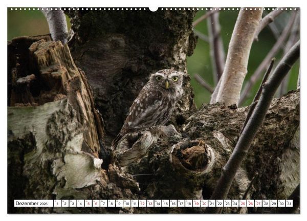 Produktbild: Sch&ouml;nheiten im Federkleid - Heimische Wildv&ouml;gel im Portrait (hochwertiger Premium Wandkalender 2026 DIN A2 quer), Kunstdruck in Hochglanz