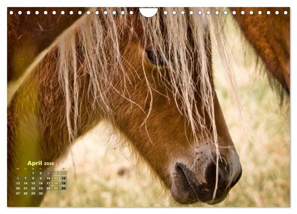 Produktbild: Wunderbare Fohlen (Wandkalender 2026 DIN A4 quer), CALVENDO Monatskalender