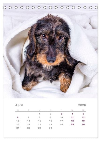 Produktbild: Dackel(augen)blicke (Tischkalender 2026 DIN A5 hoch), CALVENDO Monatskalender
