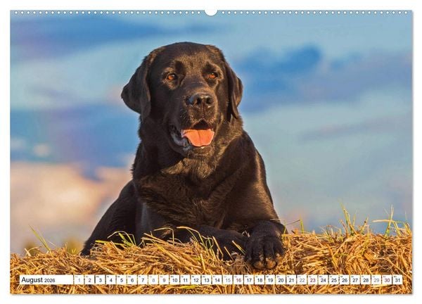 Produktbild: Freund auf 4 Pfoten - Labrador Retriever (Wandkalender 2026 DIN A2 quer), CALVENDO Monatskalender