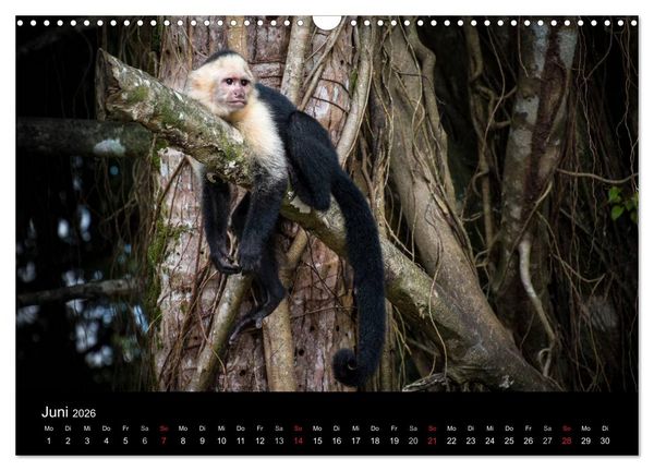 Produktbild: Costa Rica. Faszinierende Tierwelt (Wandkalender 2026 DIN A3 quer), CALVENDO Monatskalender