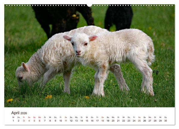 Produktbild: Sch&ouml;ne Schafe (Wandkalender 2026 DIN A2 quer), CALVENDO Monatskalender