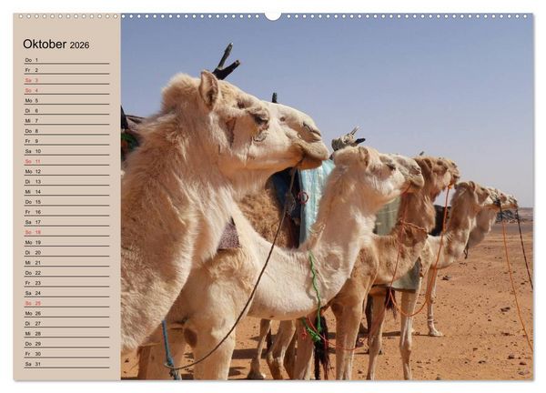 Produktbild: Kamele in der W&uuml;stensonne (hochwertiger Premium Wandkalender 2026 DIN A2 quer), Kunstdruck in Hochglanz
