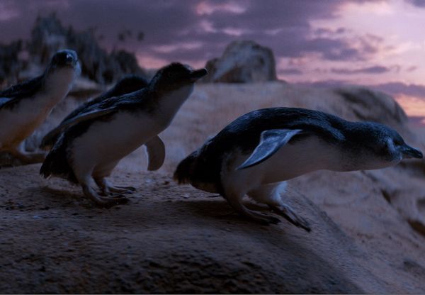 Produktbild: Oddball - Retter der Pinguine