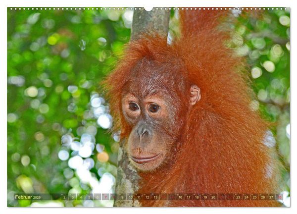 Produktbild: Orang Utans Sumatras Waldmenschen (hochwertiger Premium Wandkalender 2026 DIN A2 quer), Kunstdruck in Hochglanz