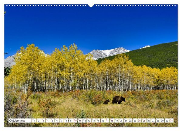 Produktbild: KANADA - Die B&auml;ren der Rocky Mountains (hochwertiger Premium Wandkalender 2026 DIN A2 quer), Kunstdruck in Hochglanz