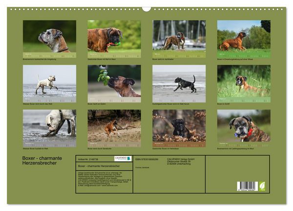 Produktbild: Boxer - charmante Herzensbrecher (Wandkalender 2026 DIN A2 quer), CALVENDO Monatskalender
