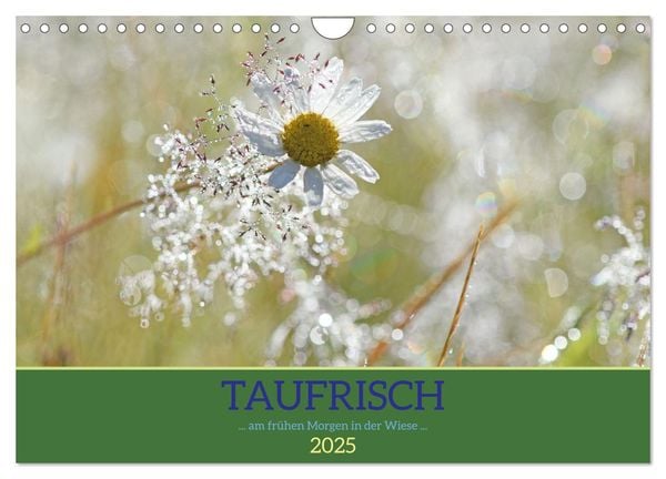 Taufrisch ... am frühen Morgen in der Wiese (Wandkalender 2025 DIN A4 quer), CALVENDO Monatskalender