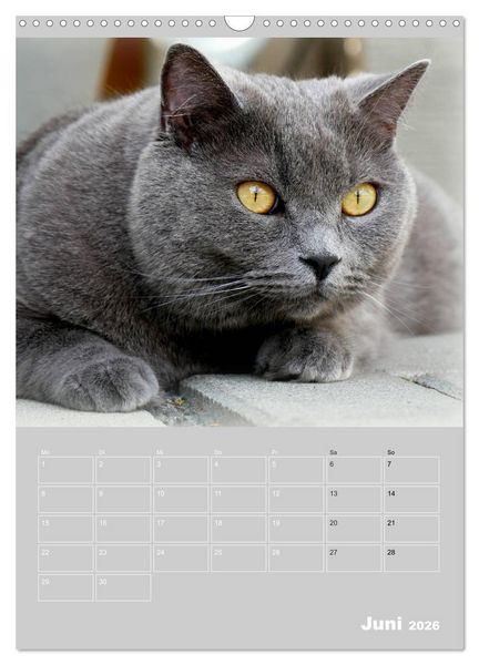 Produktbild: Graue Engel - Britischkurzhaar-Katzen (Wandkalender 2026 DIN A3 hoch), CALVENDO Monatskalender