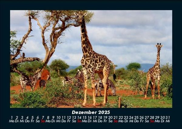 Produktbild: Giraffen 2025 Fotokalender DIN A5