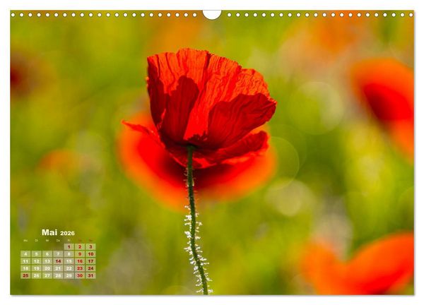 Produktbild: ZAUBERHAFTE MOHNBL&Uuml;TEN IN SCHARLACHROT UND PINK (Wandkalender 2026 DIN A3 quer), CALVENDO Monatskalender