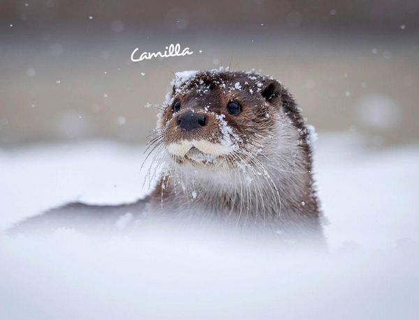 Produktbild: Otter Kalender 2027 Wandkalender Eintragkalender